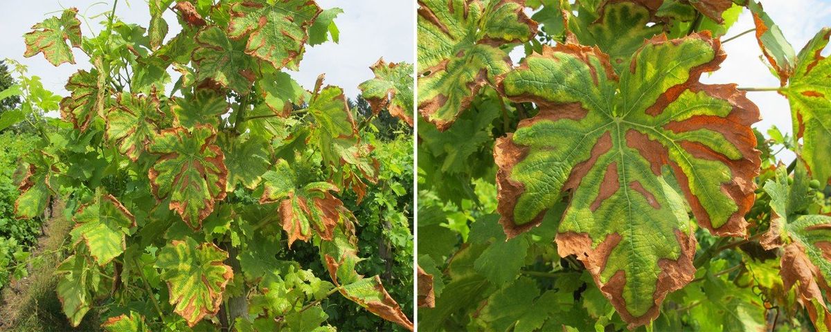 Zwei Fotos nebeneinander: links ein Rebstock mit vielen gelb-grünen Blättern, deren Ränder und Zwischenaderbereiche rotbraun vertrocknet sind, rechts in Nahaufnahme ein einzelnes Rebblatt, bei dem nur ein grüner Streifen entlang der Blattadern geblieben ist, umgeben von gelben und braunen Flächen