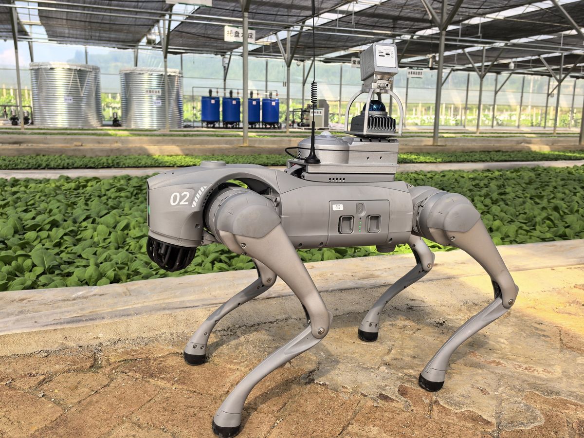 Vierbeiniger Roboter Unitree Go2 mit LiDAR-Sensor auf dem Rücken steht zwischen Pflanzenbeeten in einem Gewächshaus