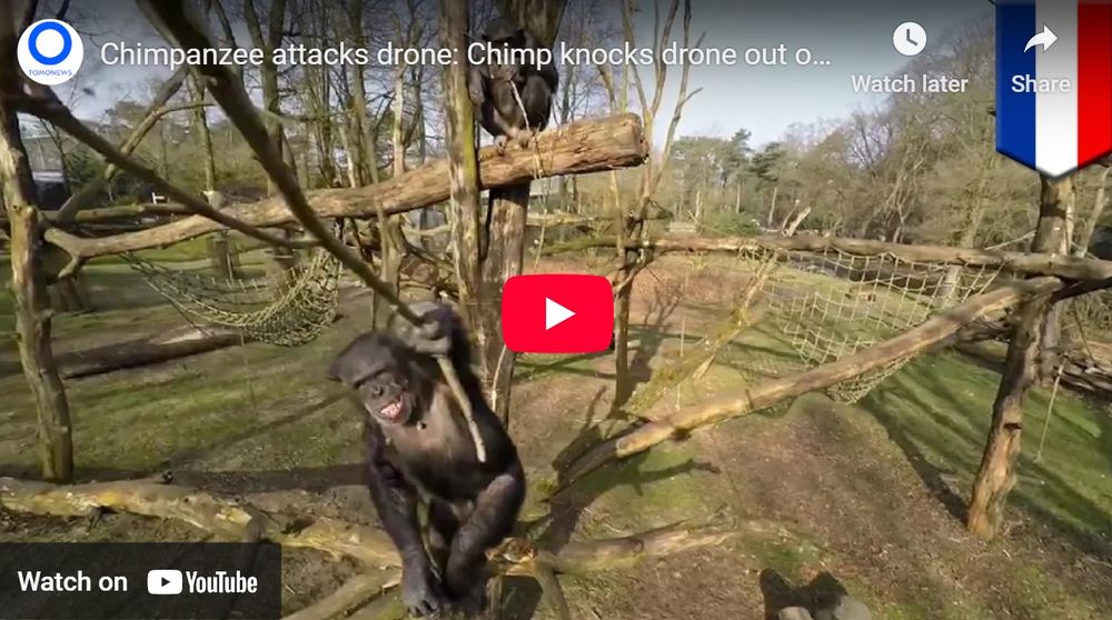 Affe attackiert Drohne